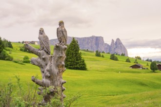 Two carved owls on a tree stump in a green hilly landscape with mountains, Alpe di Siusi, South