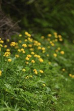 Small yellow flowers under green leaves along a slope, Alpe di Siusi, South Tyrol, Dolomites, Italy