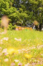 Colourful beehives stand on a flowering meadow surrounded by green trees, Alpe di Siusi, South