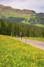 Hikers walking on a path next to flowering meadows with mountain views, Alpe di Siusi, South Tyrol,