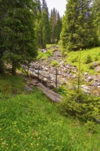 Small stream flows through a green forest landscape, surrounded by dense fir trees, Alpe di Siusi,