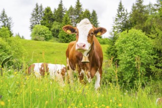 Brown cow with bell standing on a green meadow full of yellow flowers, Alpe di Siusi, South Tyrol,
