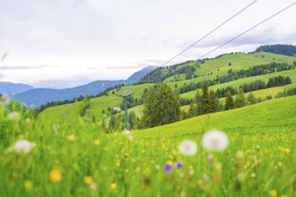 Wide meadow landscape with flowers, mountains and sky with clouds in the background, Alpe di Siusi,