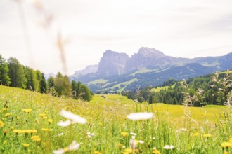 Flower meadow with view of distant mountains and wide, green hills, Alpe di Siusi, South Tyrol,