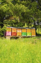 Colourful beehives under shady trees on a green meadow, Alpe di Siusi, South Tyrol, Dolomites,