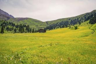 Wide yellow flower meadow with wooden hut embedded in green mountain landscape, Alpe di Siusi,