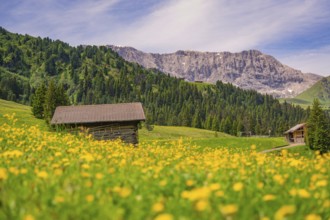 Wooden huts and flowering meadows in front of a majestic mountain panorama, Alpe di Siusi, South