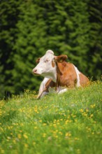 Brown and white cow lying peacefully on a colourful flower meadow in the green, Alpe di Siusi,