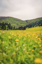 Hut surrounded by flowering meadows with green hills in sunny weather, Alpe di Siusi, South Tyrol,