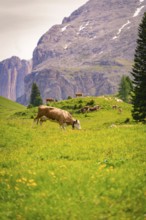 Grazing cow on a green meadow with a mountain landscape in the background, Alpe di Siusi, South