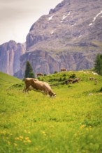 Cow grazing on green meadow in front of impressive mountain scenery and quiet atmosphere, Alpe di