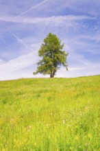 Single tree stands on a wide, blooming meadow under a blue sky, Alpe di Siusi, South Tyrol,