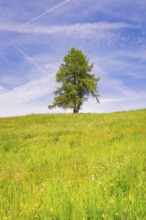 Single tree on flowering meadow under blue sky, Alpe di Siusi, South Tyrol, Dolomites, Italy