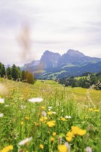 Blooming meadow with a picturesque mountain panorama in the background, Alpe di Siusi, South Tyrol,