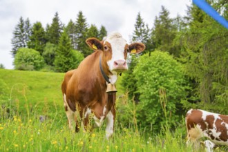 Cow with bell on green pasture, surrounded by trees, Alpe di Siusi, South Tyrol, Dolomites, Italy