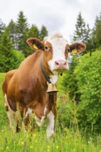 Portrait of a cow with a bell on a flowering meadow in a natural setting, Alpe di Siusi, South