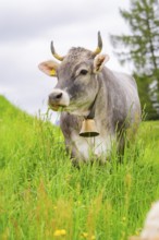 Grey cow with bell in a meadow in a green, natural environment, Alpe di Siusi, South Tyrol,