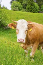 Close-up of a cow on a green meadow in a natural environment, Alpe di Siusi, South Tyrol,