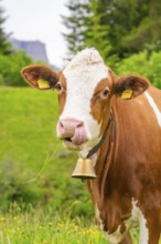 Close-up of a cow with a bell, chewing grass, Alpe di Siusi, South Tyrol, Dolomites, Italy