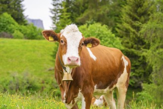 Cow with bell on a summer meadow in front of a wooded backdrop, Alpe di Siusi, South Tyrol,