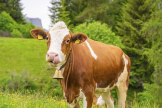 Brown cow with bell on a green pasture, surrounded by nature, Alpe di Siusi, South Tyrol,