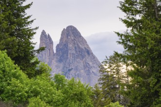 Rocky mountains above a green forest, in a peaceful landscape, Alpe di Siusi, South Tyrol,