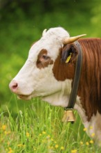 Close-up of a spotted cow with bell on green pasture, Alpe di Siusi, South Tyrol, Dolomites, Italy