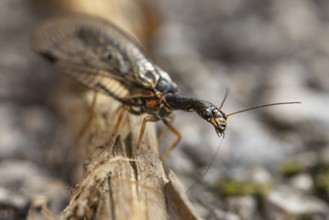Macro photograph of a black-necked camel fly (Venustoraphidia nigricollis), insect on wood, with