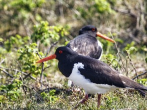 Two oystercatchers (Haematopus ostralegus), mating behaviour, Insel Düne, Heligoland,