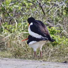 Two oystercatchers (Haematopus ostralegus), mating, Insel Düne, Heligoland, Schleswig-Holstein,