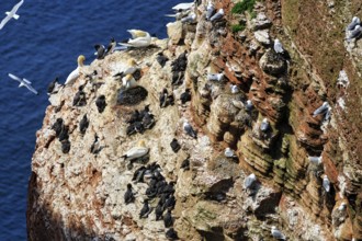 Northern gannets (Morus bassanus) and common guillemots (uria aalge) on bird cliffs, steep coast,