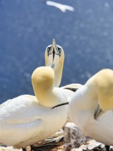 Northern gannet (Morus bassanus) on bird cliffs, pair courtship display, Helgoland Island,