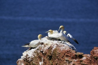 Northern gannet (Morus bassanus) on bird cliffs, steep coast, Heligoland Island,