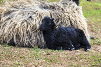 Black sheep, lamb with dam, Helgoland, Schleswig-Holstein, Germany