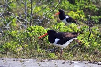 Oystercatcher (Haematopus ostralegus), mating, Dune Island, Heligoland, Schleswig-Holstein, Germany