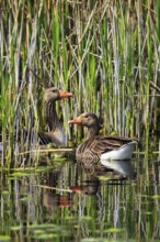 Two greylag geese (Anser anser), swimming on a pond, reed grass, Insel Düne, Heligoland,