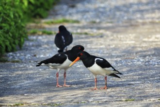 Three oystercatchers (Haematopus ostralegus), mating behaviour, Insel Düne, Heligoland,
