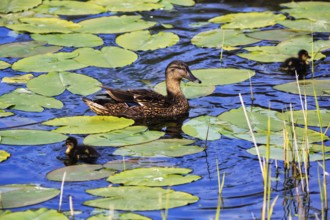 Mallard duck with chicks, swimming on a pond, lily pads, Dune Island, Heligoland,