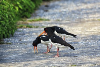 Three oystercatchers (Haematopus ostralegus), calling, mating behaviour, Insel Düne, Heligoland,