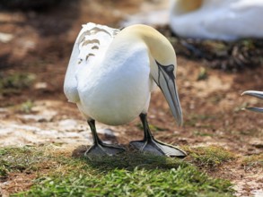 Gannet (Morus bassanus) on bird cliffs, fight, dispute, Heligoland Island, Schleswig-Holstein,