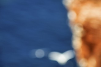 Seagull on cliff, bokehballs, motion blur, bird cliff, text free space, background image, Helgoland