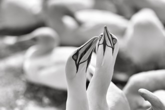 Gannet (Morus bassanus) on bird cliffs, pair courtship display, monochrome, Helgoland Island,