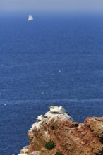 Gannet (Morus bassanus) on bird cliffs, steep coast, sailing boat on the horizon, offshore island