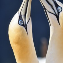 Northern gannet (Morus bassanus) on bird cliffs, pair mating, close-up, Heligoland Island,