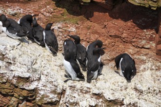 Guillemots (uria aalge) on bird cliffs, steep coast, Heligoland Island, Schleswig-Holstein, Germany