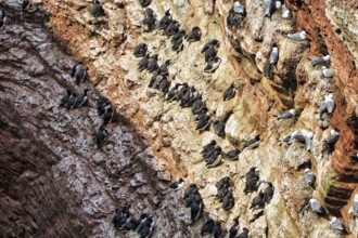 Gulls and guillemots (uria aalge) on bird cliffs, steep coast, Heligoland Island,