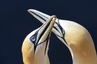 Northern gannet (Morus bassanus) on bird cliffs, pair mating, close-up against blue background,