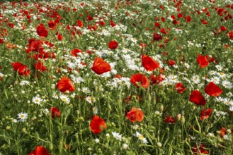 Meadow with Mayweed (Matricaria inodora) and Poppy (Papaver rhoeas) in Ystad, Skåne county, Sweden,