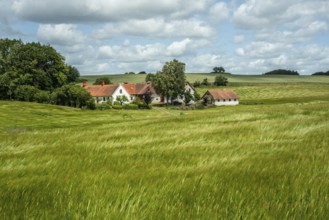Farm among fields of ripening barley swaying in the wind in Sjörup, Ystad Municipality, Skåne