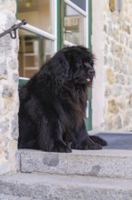 A large black dog sits in front of a door on a stone staircase, Pragser Wildsee, South Tyrol,